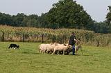 BORDER COLLIE - MOUTONS 016